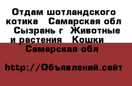 Отдам шотландского котика - Самарская обл., Сызрань г. Животные и растения » Кошки   . Самарская обл.